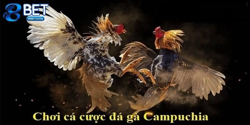 đá gà Campuchia hôm nay