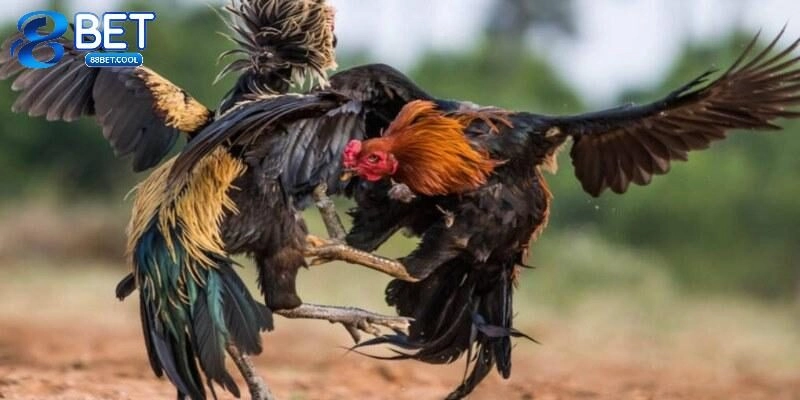 Vì sao nên tham gia cá cược đá gà tại nhà cái?